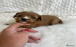 Cavapoo dogs for sale: Top Class Extensively tested F1b Toy Cavapoo pups - Image 7