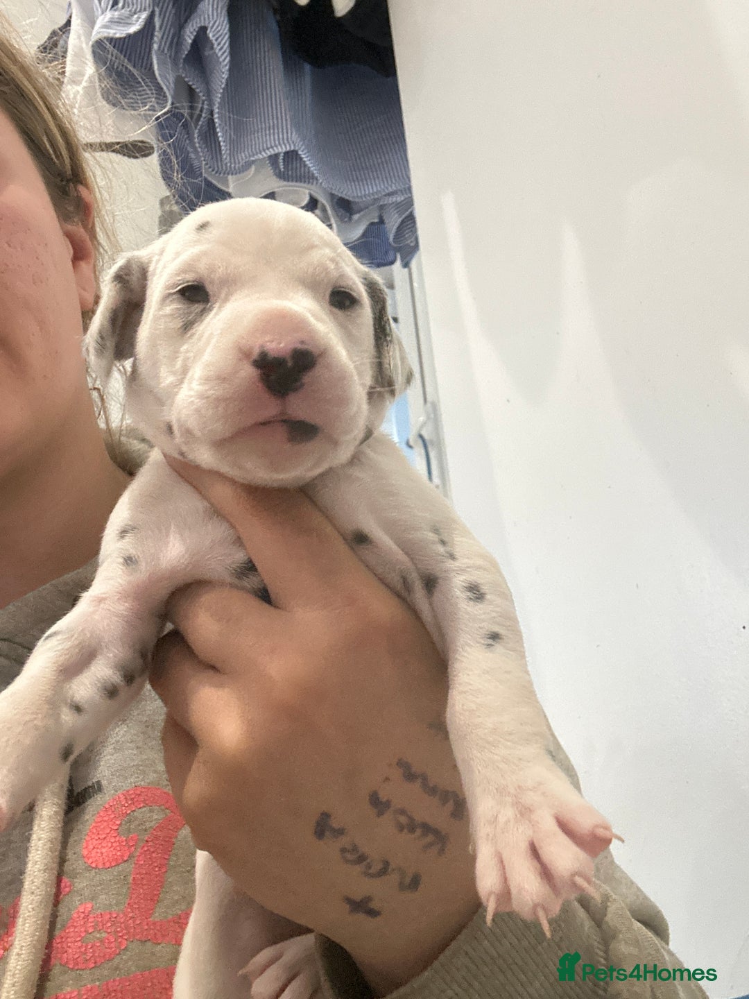 Dalmatian dogs for sale: 🐾2 left🐾 top pedigree pups - Advert 14