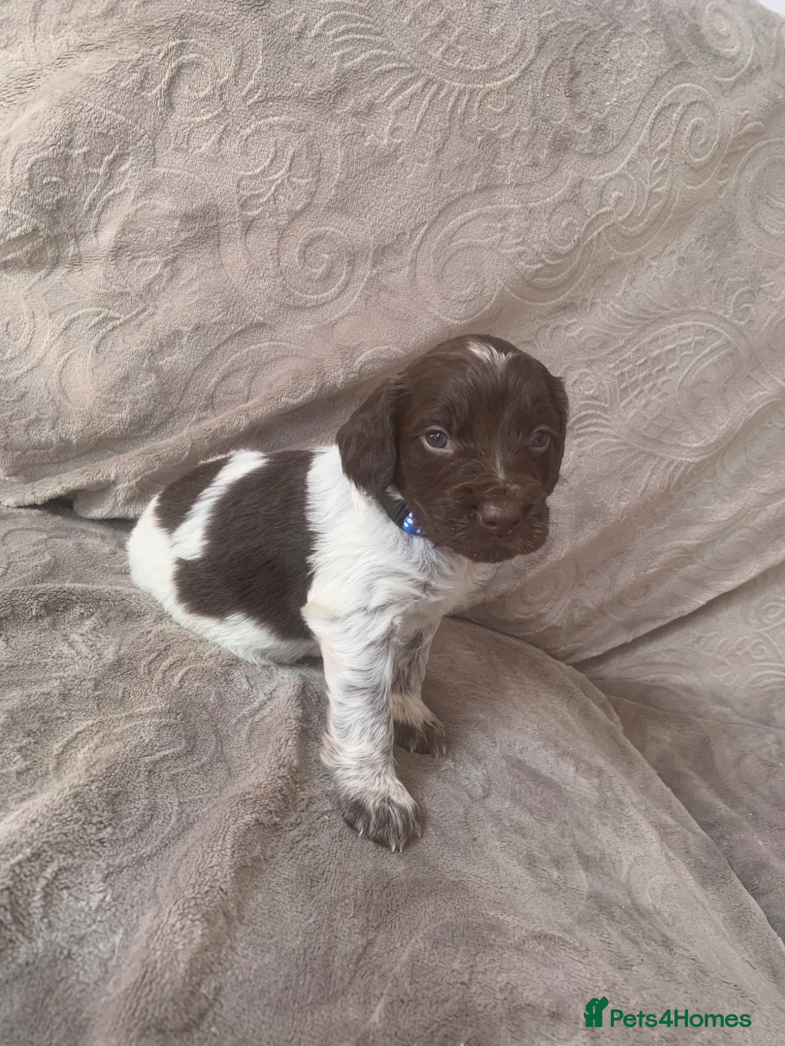 Mixed Breed dogs  german shorthaired pointer/ - Advert 1