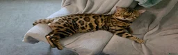 Bengal cats for sale: Purebred Bengal Kittens Available for Reservation  - Advert 30