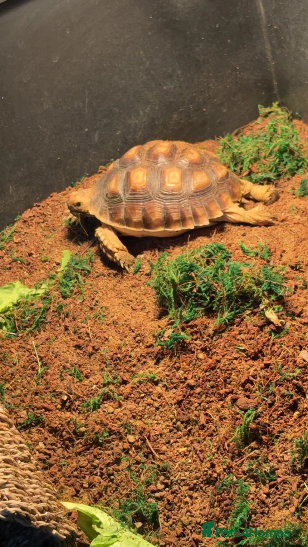Tortoise reptiles for sale: Sulcata tortoises  - Advert 2