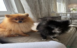 Pomchi dogs for sale: One girl and one boy left  - Image 4