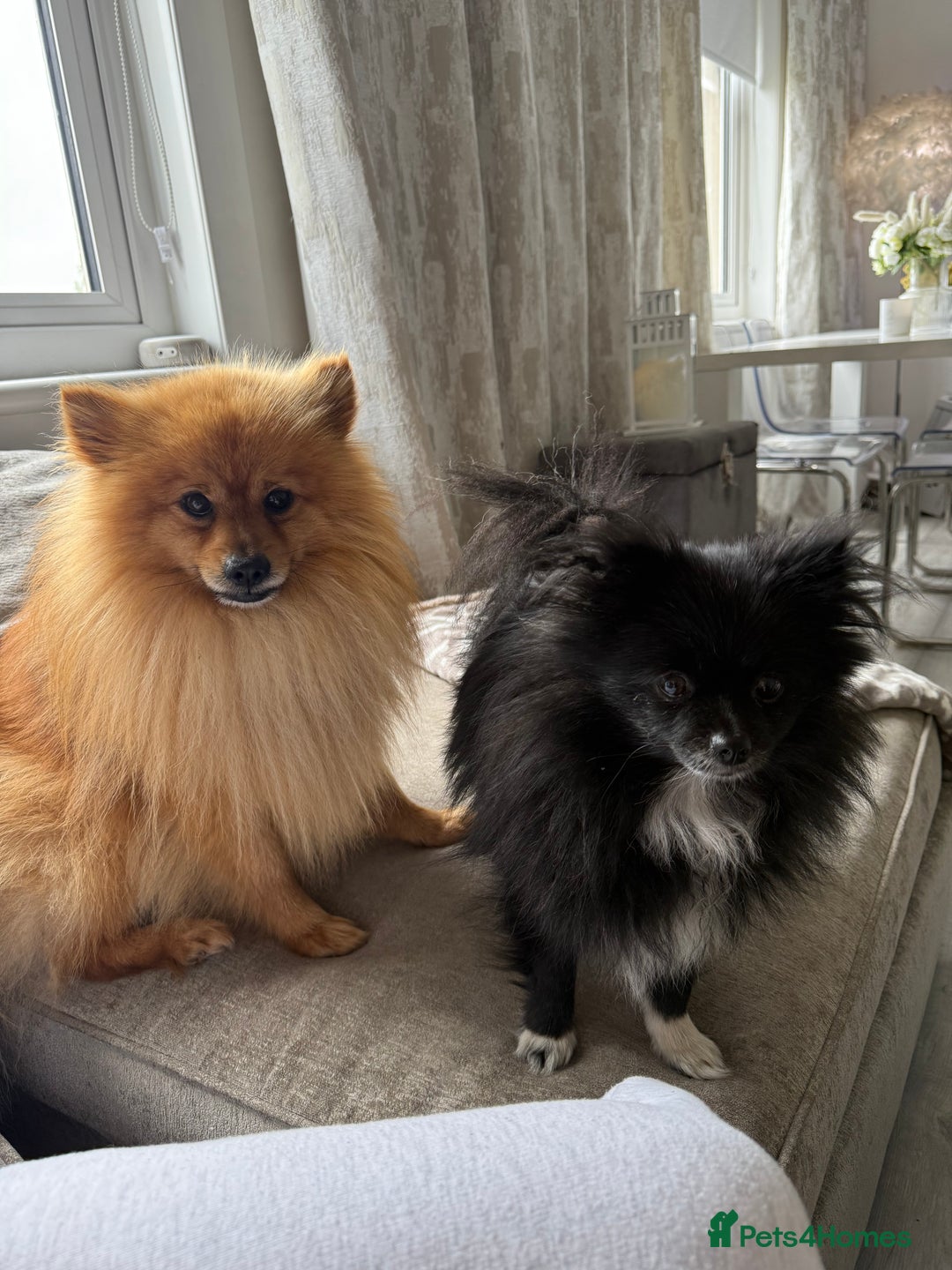 Pomchi dogs for sale: One girl and one boy left  - Image 4