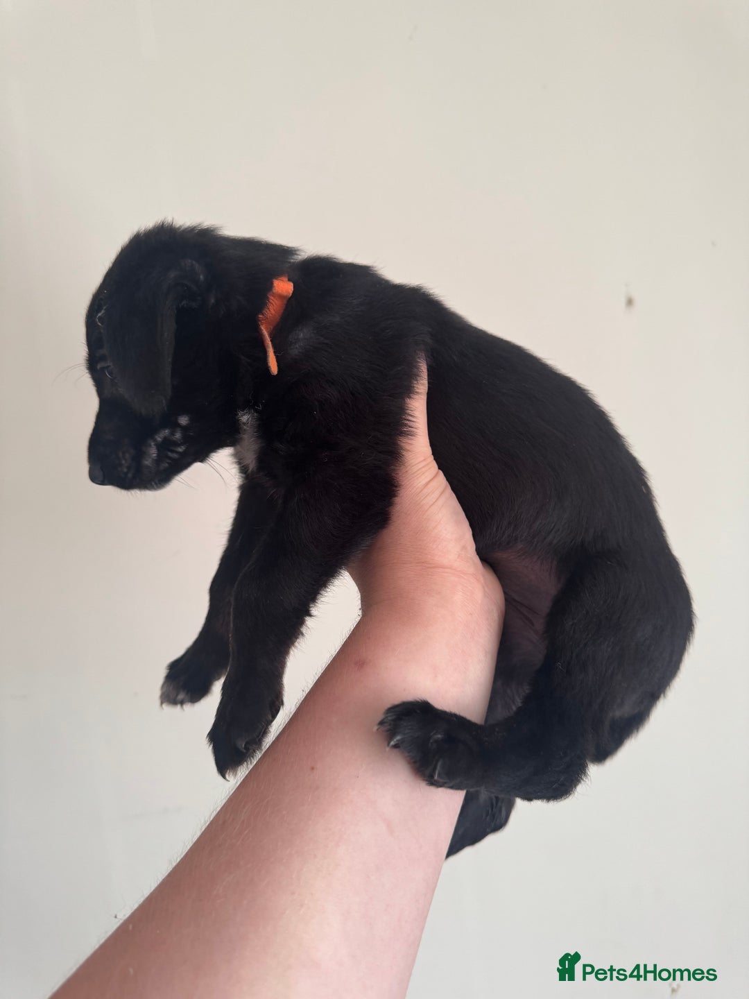 Mixed Breed dogs for sale: 6 Female Puppies  - Image 12