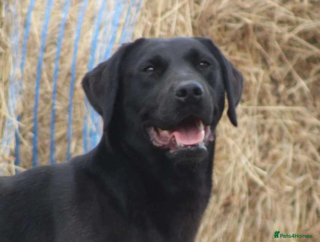 Labrador Retriever dogs for sale: LABRADOR PUPS BOTH PARENTS SUPERB 0/0 HIPS&ELBOWS  - Advert 2