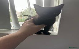 Domestic Shorthair cats for sale: Playful male kitten - Image 1
