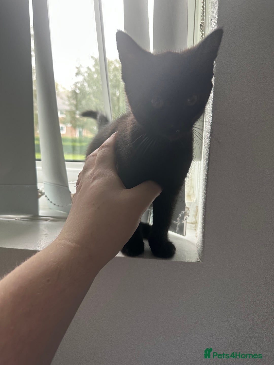 Domestic Shorthair cats for sale: Playful male kitten - Image 1