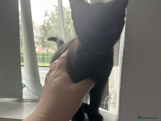 Domestic Shorthair cats - Advert 29