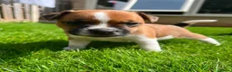 Jack Russell dogs for sale: Jack russell puppies  - Advert 10