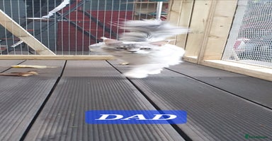 Maine Coon cats 17 Dec Rare Silver Ticked Pedigree Maine Coons - Advert 1