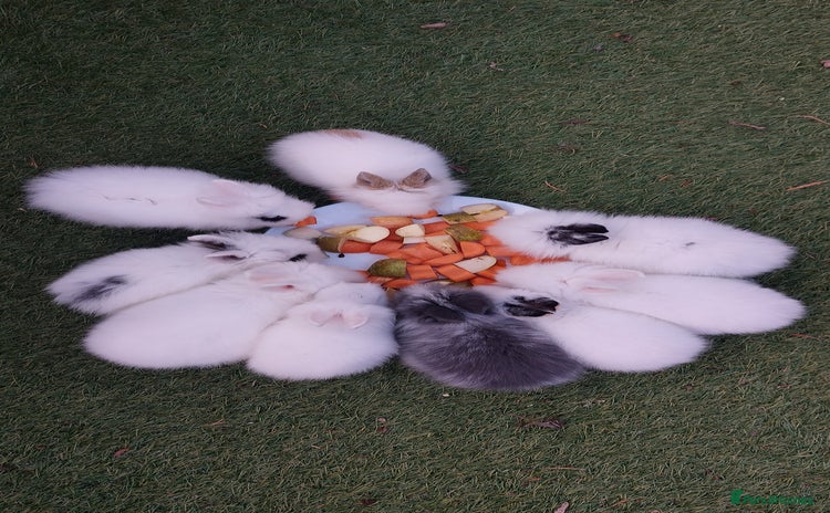 Lionhead rabbits - Advert 1