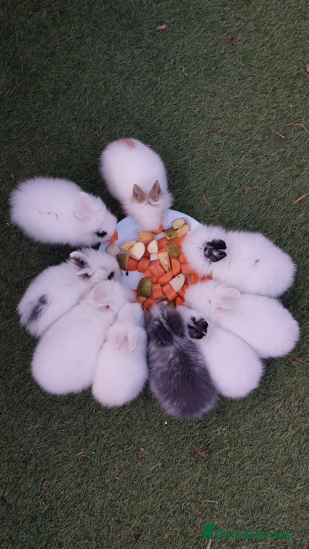 Lionhead rabbits for sale: Wonderful bunnies 07405173733  - Image 1