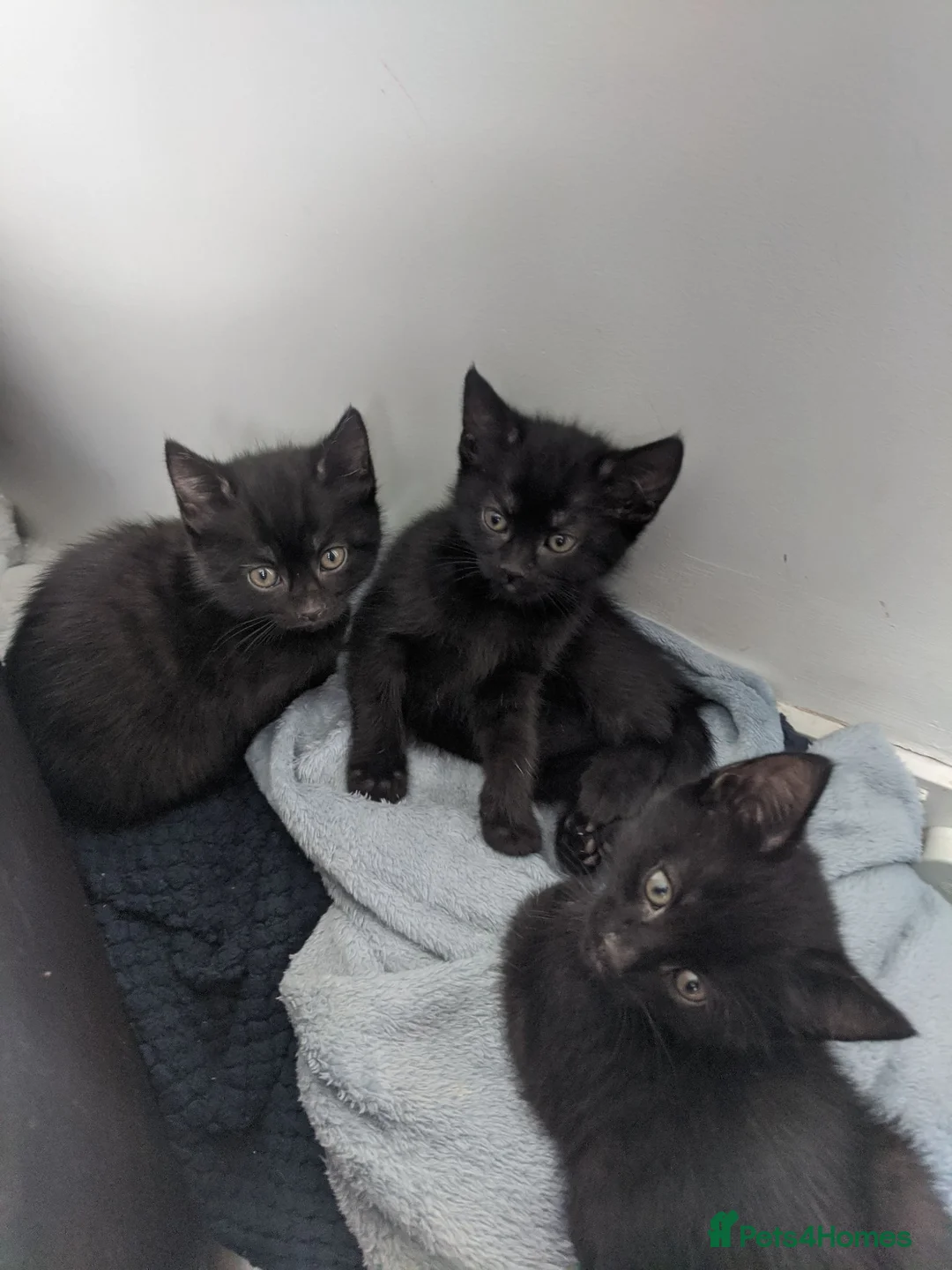 Mixed Breed cats for sale: 4 black and tuxedo kittens for sale - Advert 1