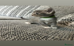 Domestic Shorthair cats for sale: Blue/Brown/Black Tabbies (DSH) - Image 15