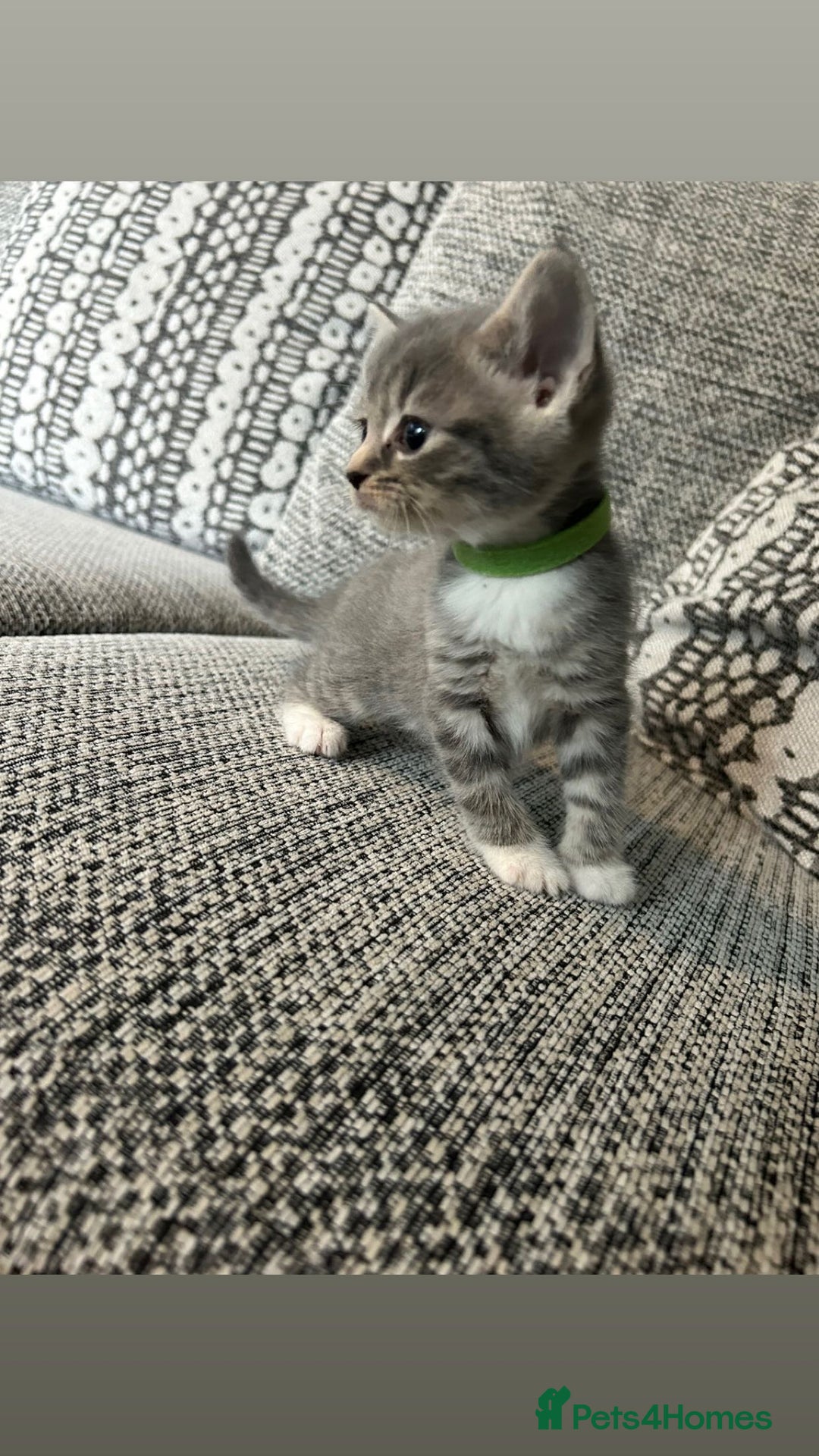 Domestic Shorthair cats for sale: Blue/Brown/Black Tabbies (DSH) - Image 15