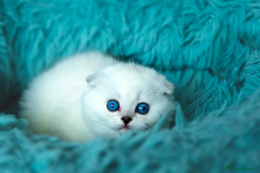 Scottish Fold cats for sale: Tommy – Charismatic Blue Eyed Boy 💙 - Advert 5