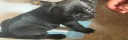 Frug dogs for sale: French bulldog x frug - Advert 2