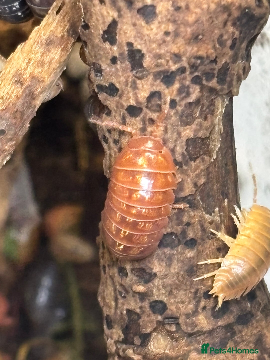 Isopods invertebrates for sale: Mixed types Isopods available Ridgeback Rollers  - Advert 17