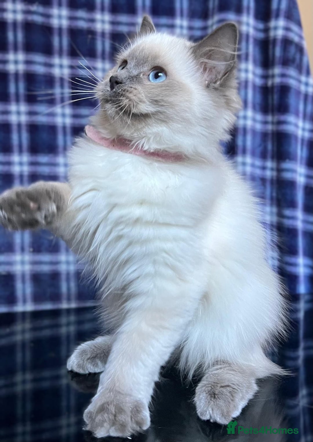 Ragdoll cats for sale: FIFe Registered Ragdoll Kittens Champion Line  - Image 18