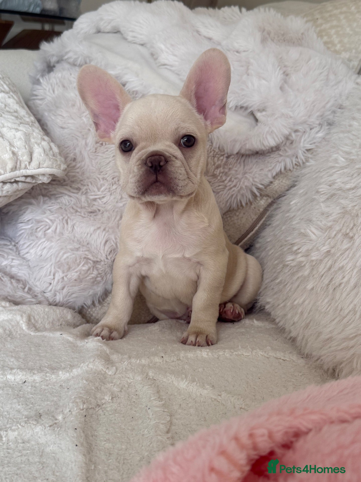 French Bulldog dogs Female Platinum French Bulldog For Sale - Advert 9