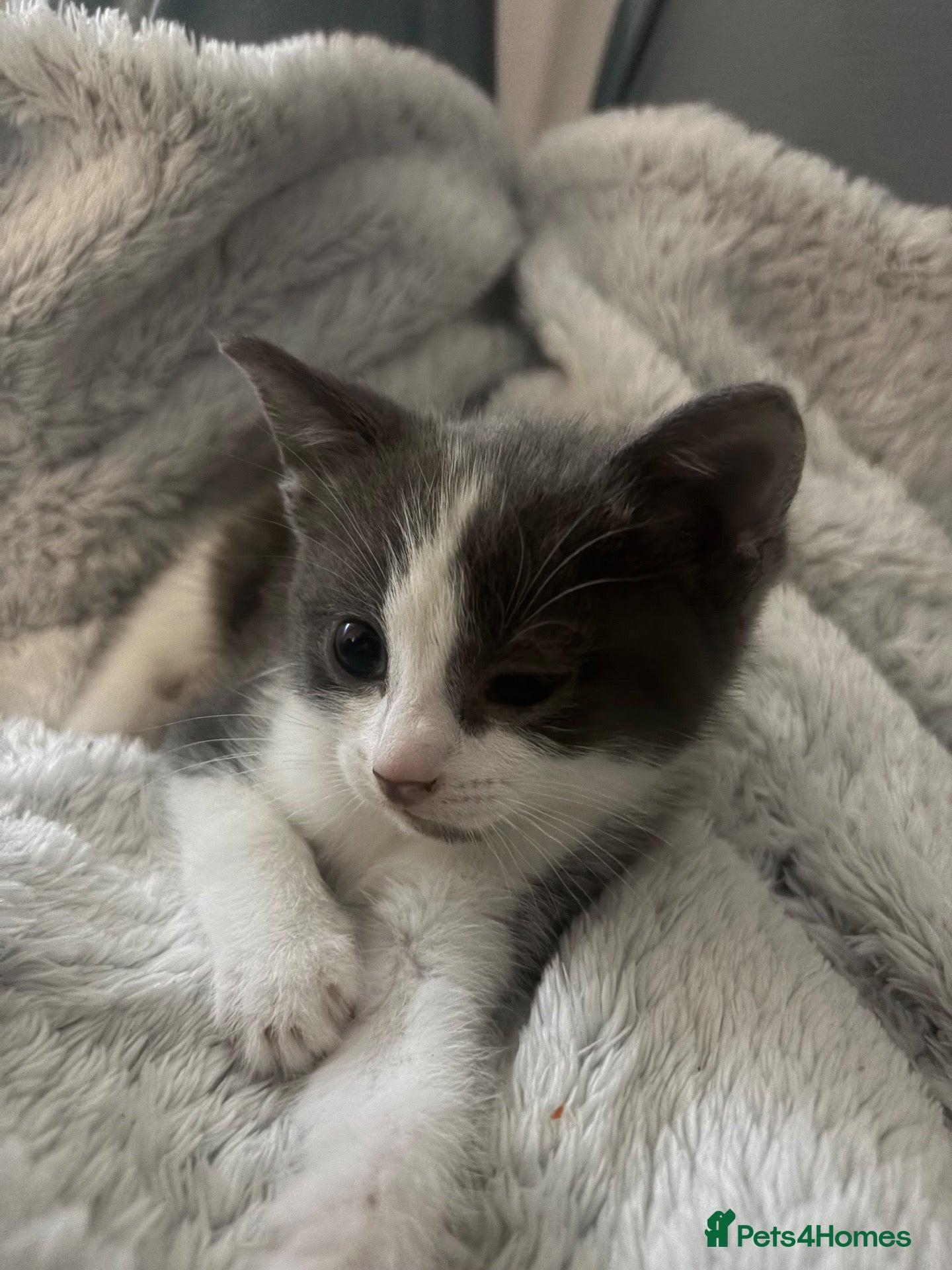 British Shorthair cats Kittens  - Advert 5