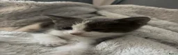 British Shorthair cats for sale: Kittens  - Advert 1