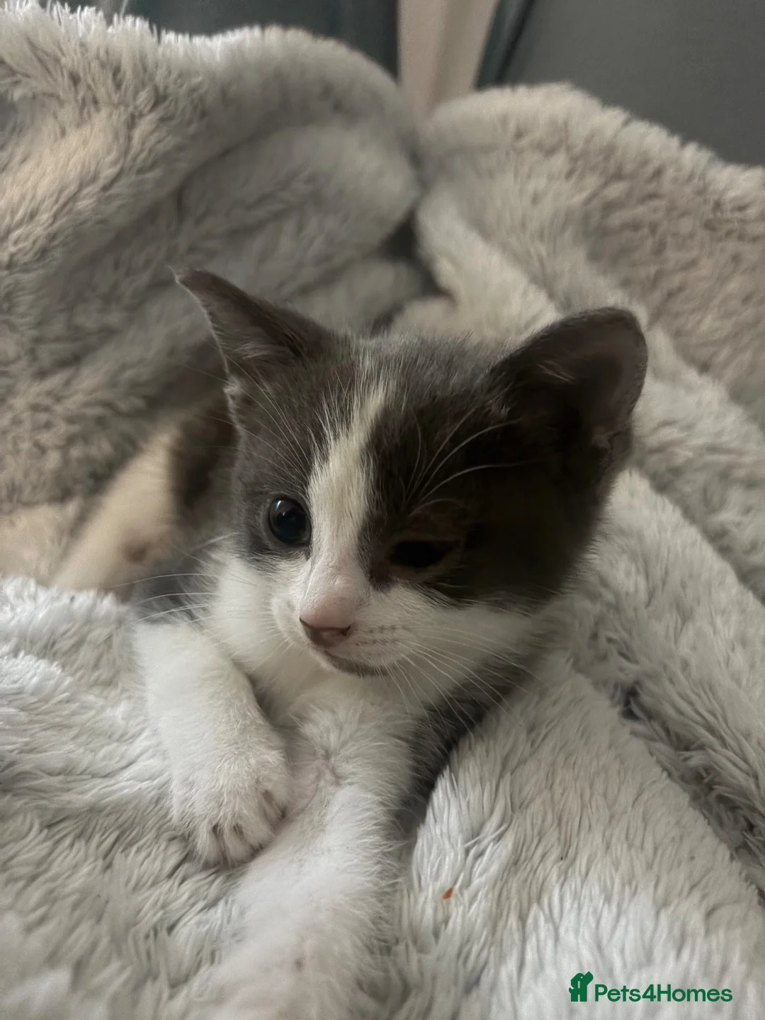 British Shorthair cats for sale: Kittens  - Advert 1