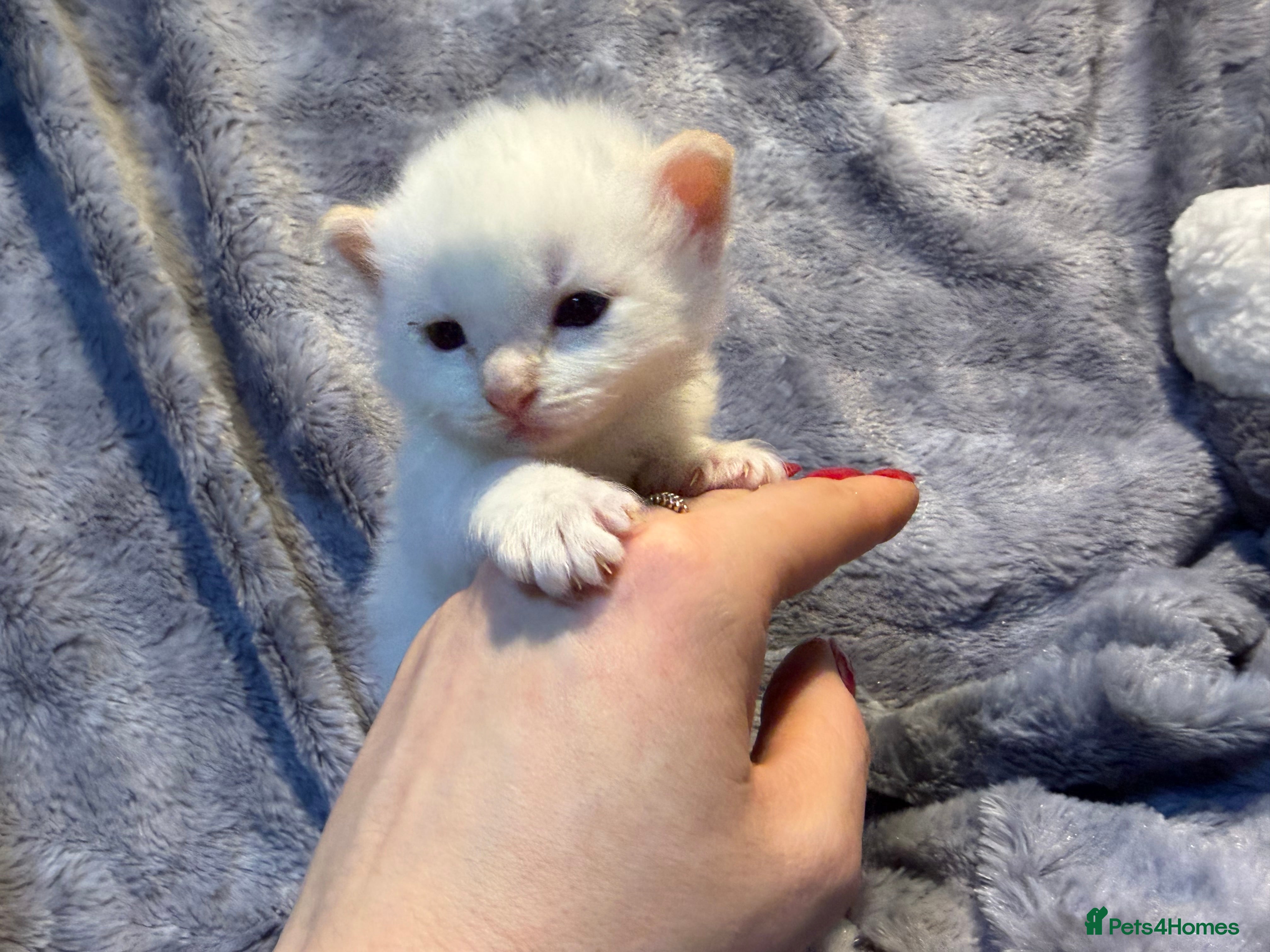 Mixed Breed cats Ragdol mix kitten  - Advert 1