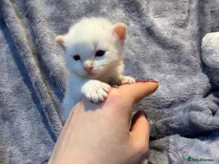 Mixed Breed cats for sale: Ragdol mix kitten - Advert 1