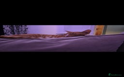 Domestic Shorthair cats for sale: Beautiful kittens. - Image 3