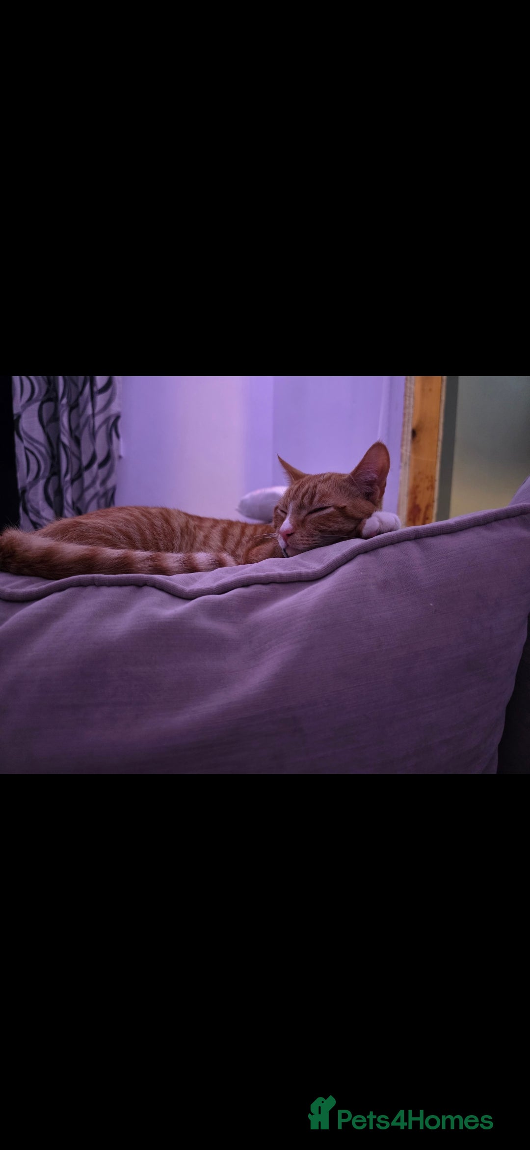 Domestic Shorthair cats for sale: Beautiful kittens. - Image 3