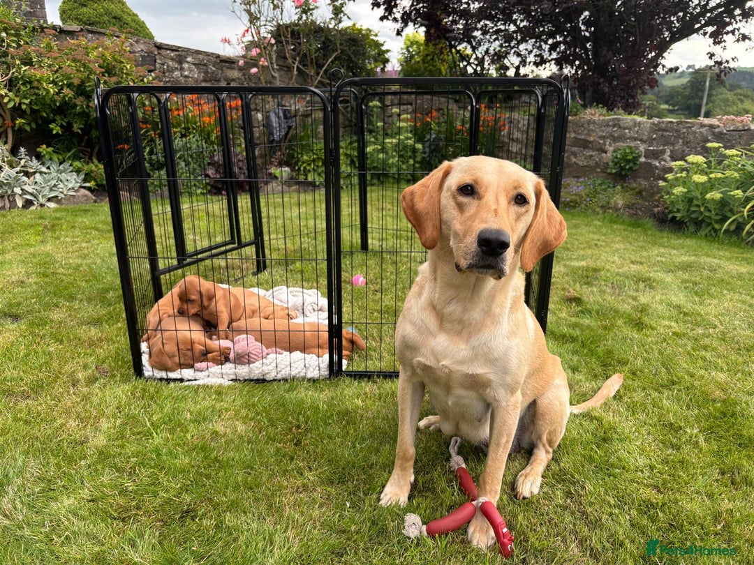 Labrador Retriever dogs for sale: Stunning, KC registered, Fox Red Labrador puppies. - Image 30