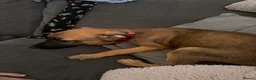 Mixed Breed dogs for sale: German Shepherd cross lurcher puppies  - Advert 14