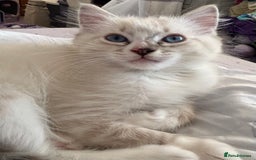 Ragdoll cats for sale: 😻 2 HANDSOME 11 WEEK OLD MALE RAGDOLL KITTENS 😻 - Image 13