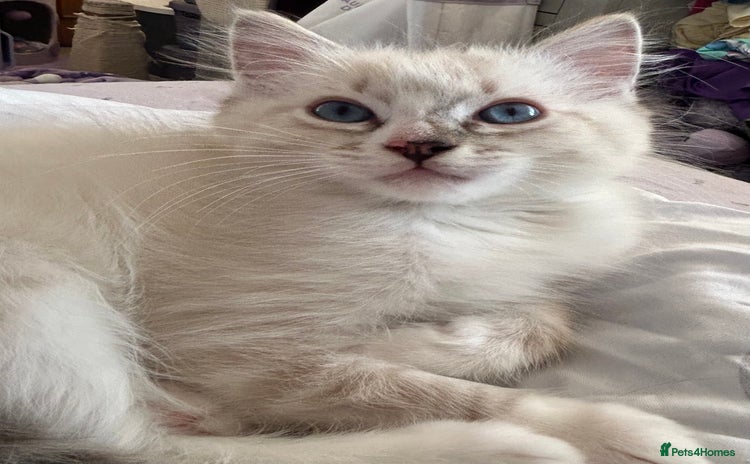 Ragdoll cats - Advert 3