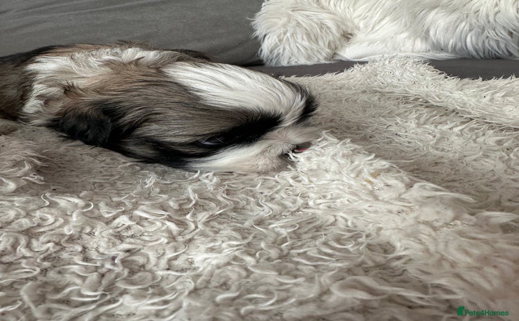 Shih Tzu dogs - Advert 10