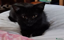British Shorthair cats for sale: 2 kittens 5 months old - Image 1