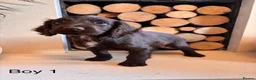 Cocker Spaniel dogs for sale: Working cocker spaniel puppy’s  - Advert 3