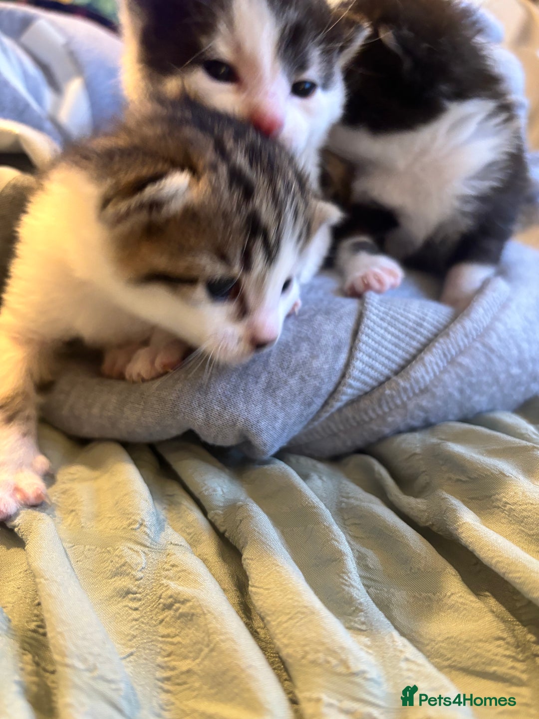 British Shorthair cats for sale: Four hand reared kittens Please read the info - Advert 25