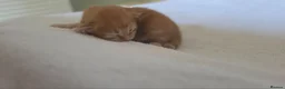 Maine Coon cats for sale: 3 Maine Coon Kittens Available  in Barnsley - Advert 3