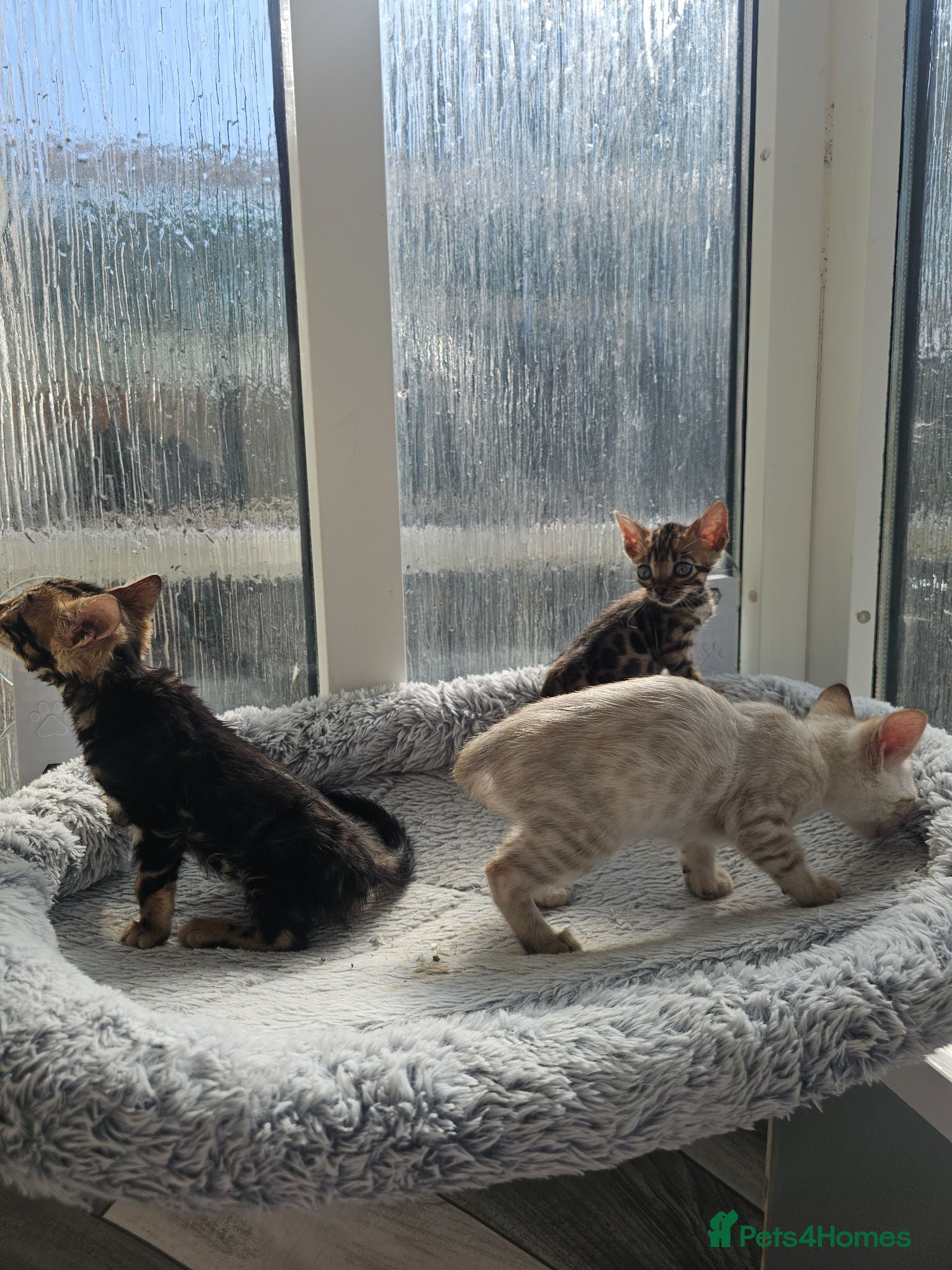 Bengal cats Bengal Kittens(Silk marble bengal available) - Advert 18