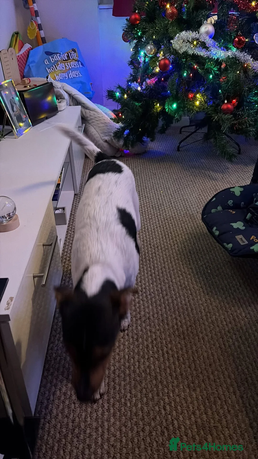 Jackshund dogs for sale: Jack Russell x Dachshund – 8 Months Old - Advert 3