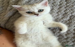 British Shorthair cats for sale: British shorthair last girl gccf - Image 1