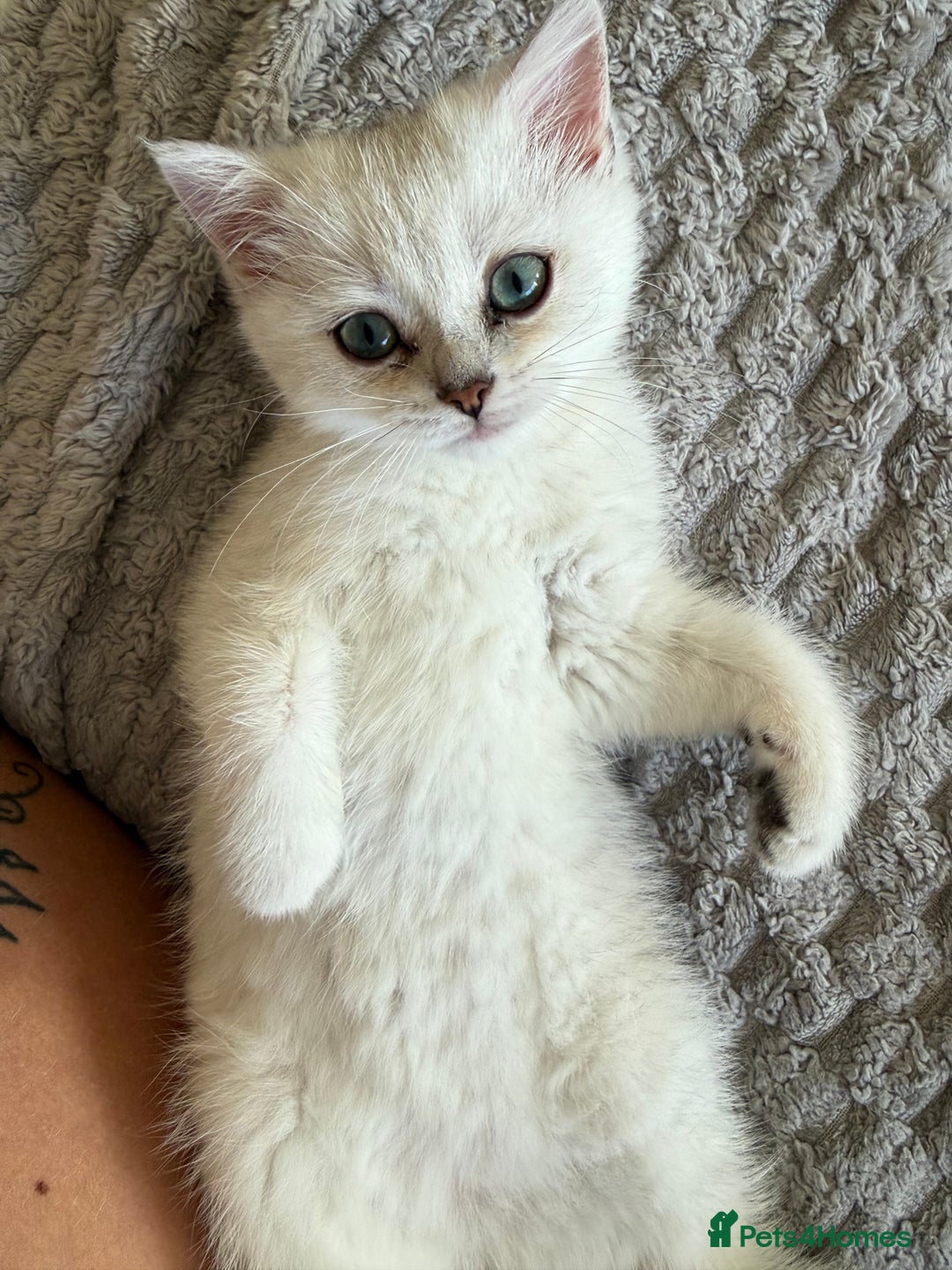 British Shorthair cats for sale: British shorthair last girl gccf - Image 1