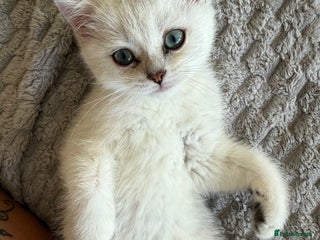 British Shorthair cats - Advert 7