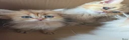 British Longhair cats for sale: Golden British longhair pure bloodline  - Advert 21