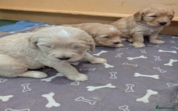 Goldendoodle dogs for sale: Goldendoodle F1 puppies  - Image 4