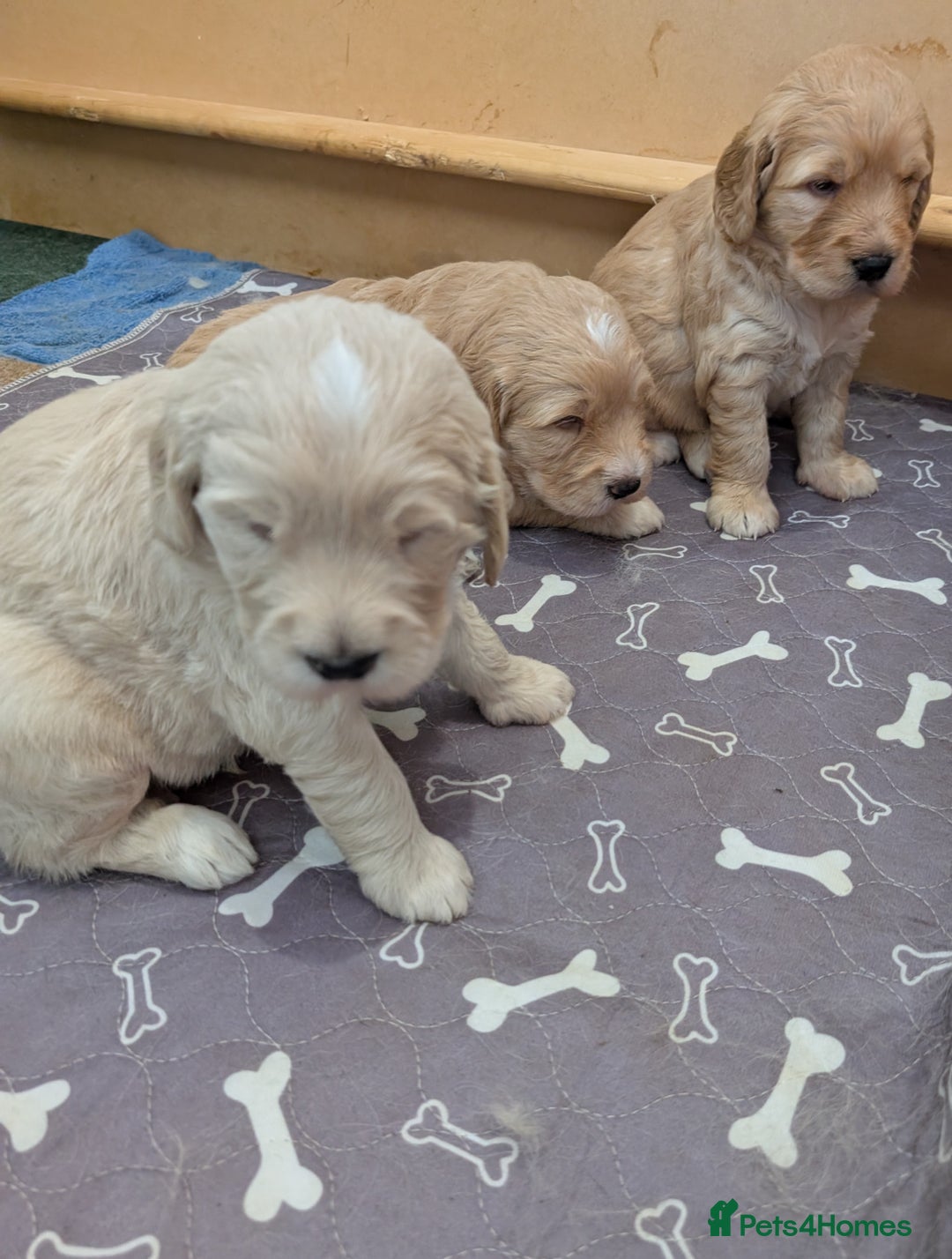 Goldendoodle dogs for sale: Goldendoodle F1 puppies  - Image 4