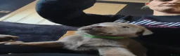 Labrador Retriever dogs for sale: Gorgeous silver Labrador puppies  - Advert 4