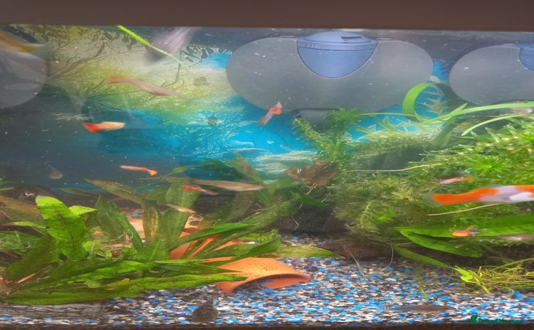Live Bearers fish - Advert 1